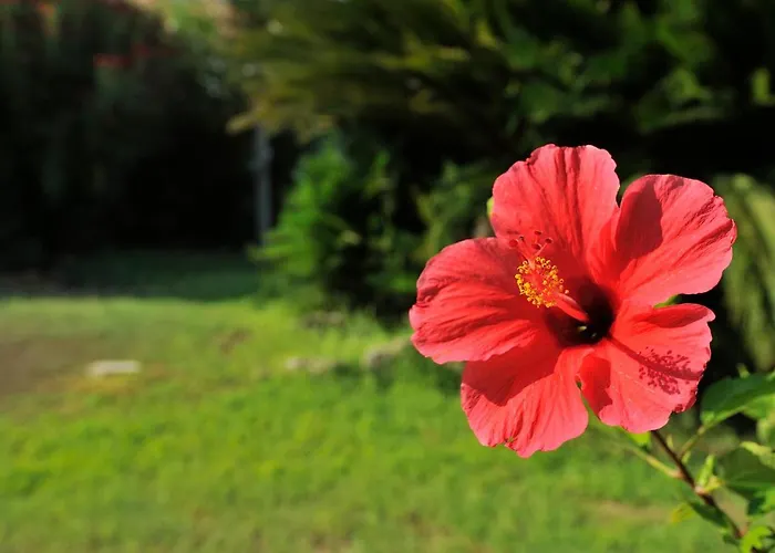 酒店 Funtana Ena 3*